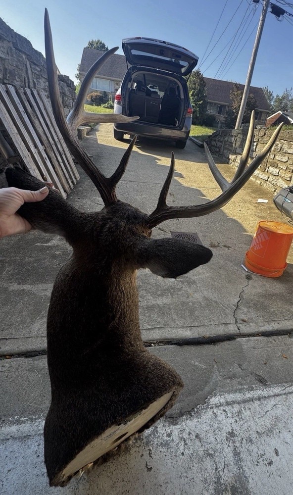 White Tail Deer Shoulder Mount 8-Point