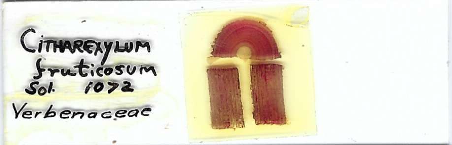 Fiddlewood Citharexylum fructicosum Microscope Slide