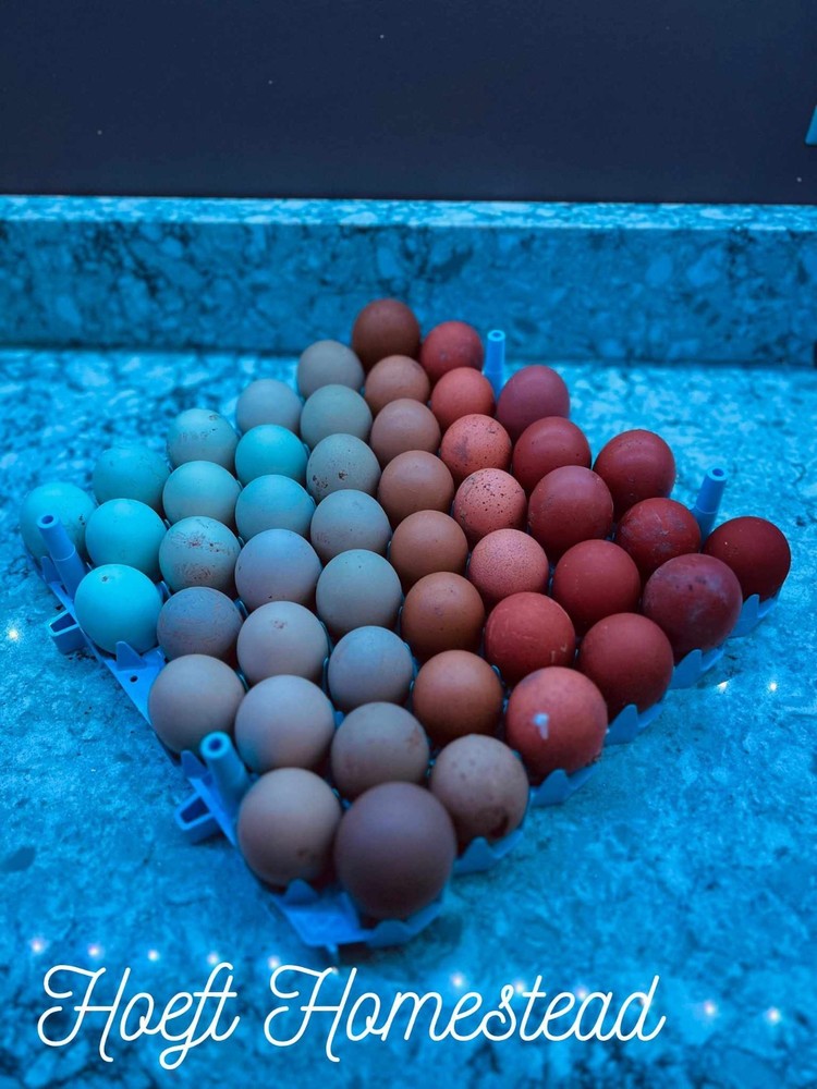 12+ Rainbow Egg Mix – Color-Packed Hatching Eggs