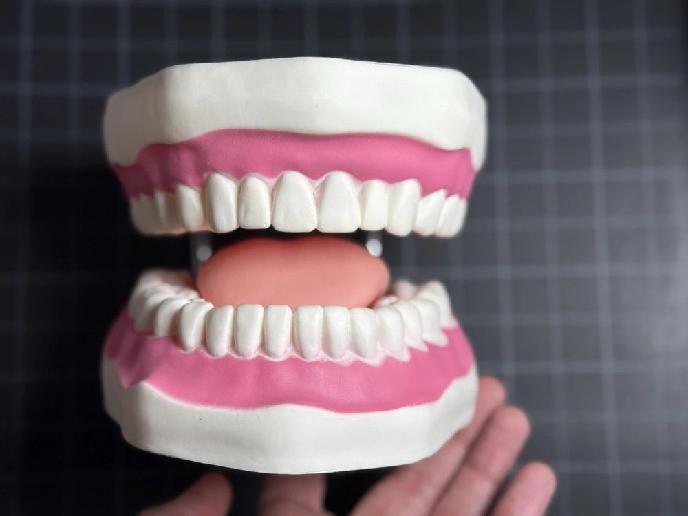 Oversized 6:1 Dental Teach Study Typodont Demonstration Teeth Model