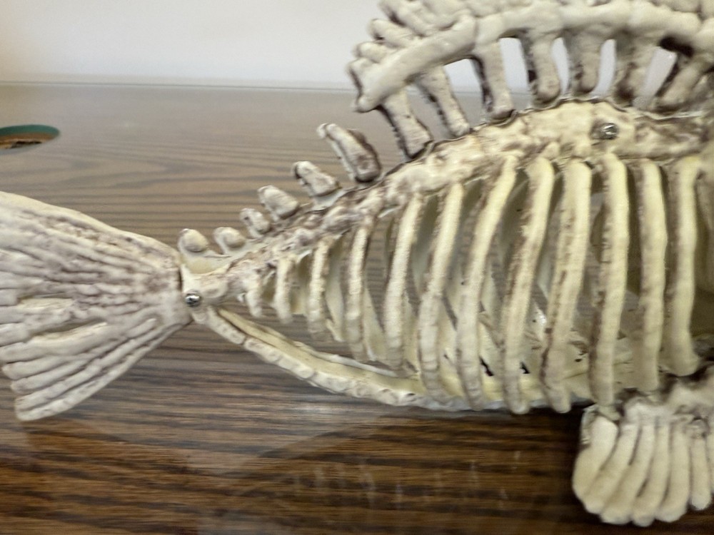 Piranha Skeleton Halloween Prop Decoration 9”