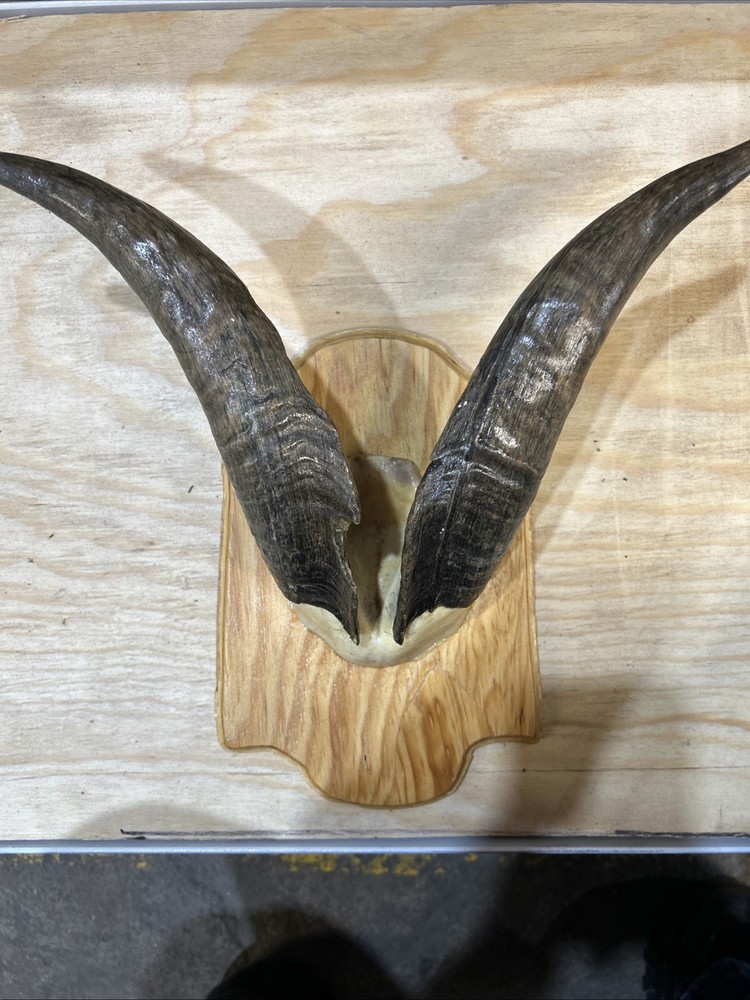 goat horns