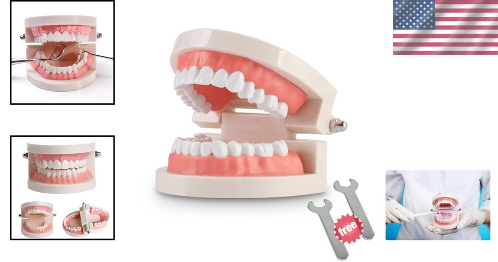 Educational Typodont Model for Kids - Dental Demonstration with Fixed Wrenches