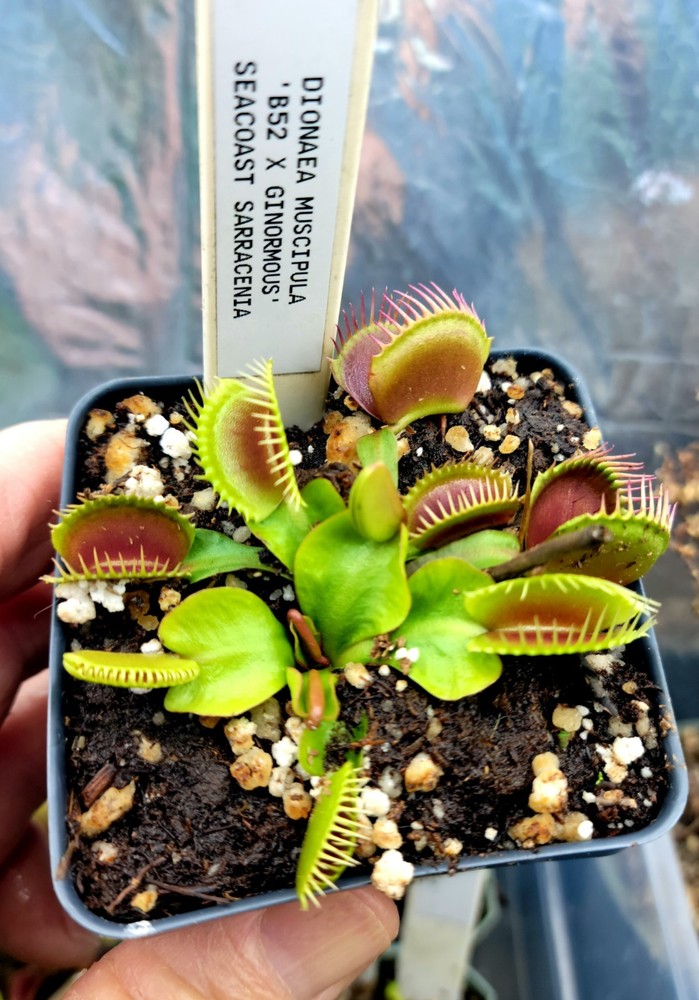 Dionaea M 'B52 X Ginormous' venus flytrap RARE