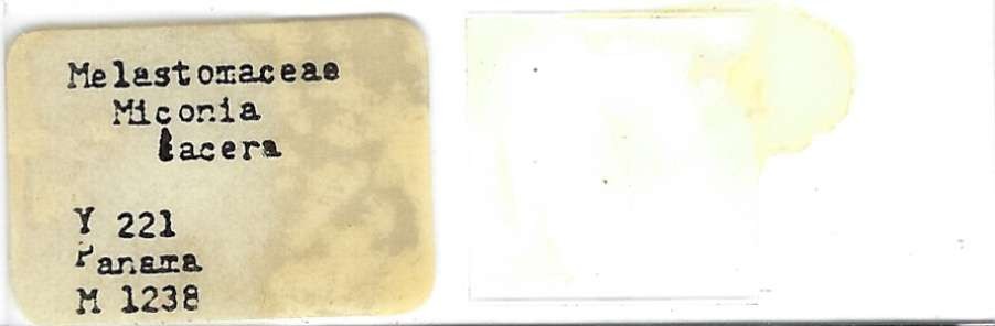 Miconia lacera Pollen Microscope Slide