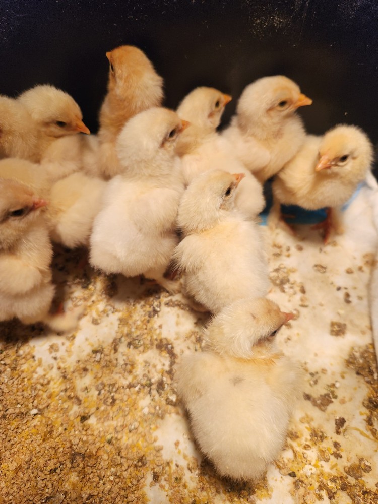 8+ Beautiful Buff Laced Brahma Hatching Eggs