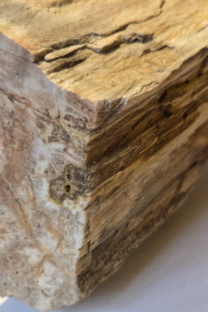 Petrified Wood  From East Texas!