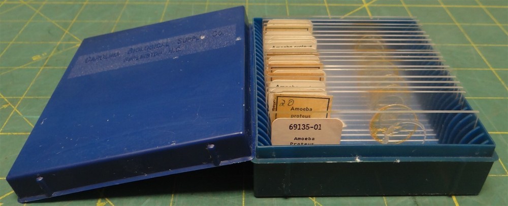 (19 Pack) Misc. Brands Ameoba Proteus Prepared Microscope Slides in Storage Box