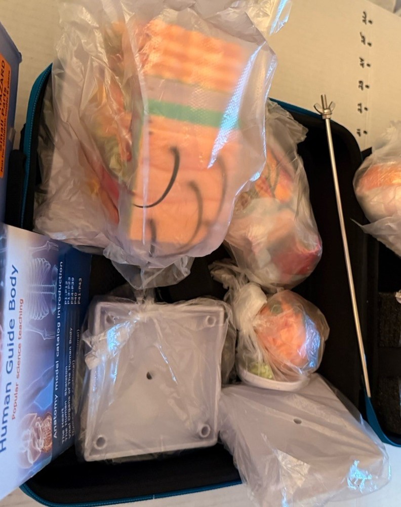 Human Anatomy Science Education Model Set