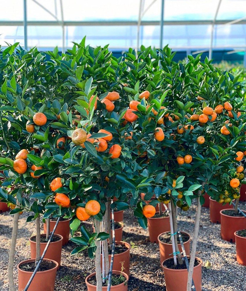 Mandarin Tree - 4-5” Sapling