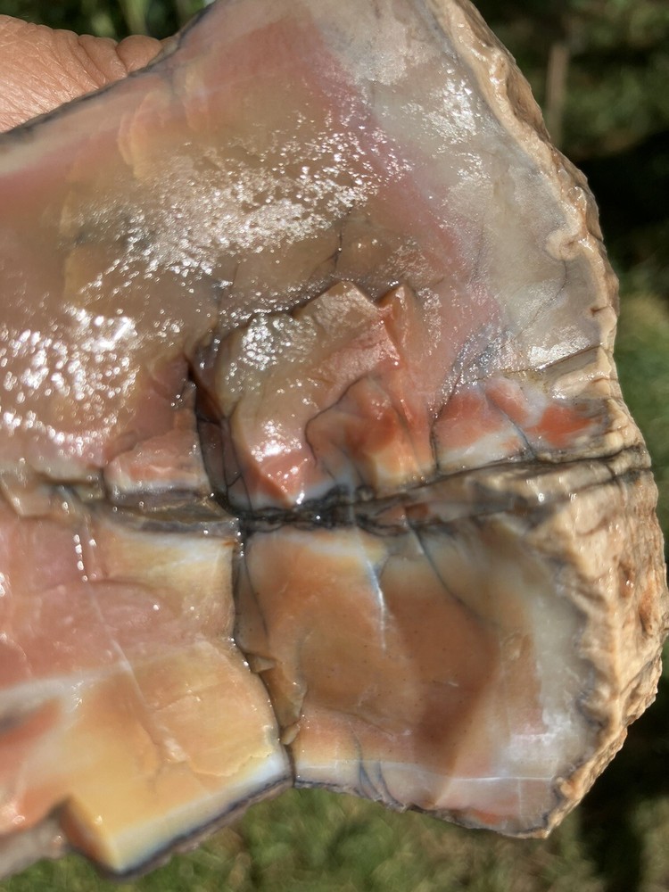 Arizona Petrified Wood