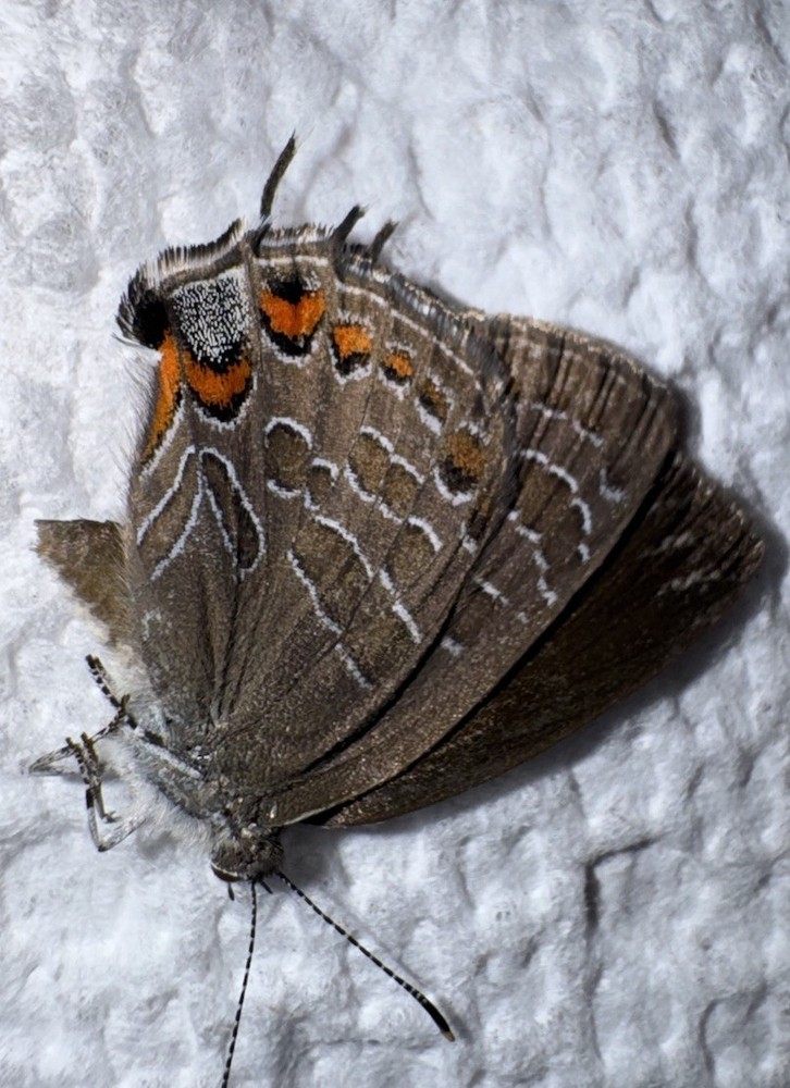 JS - STRIPED HAIRSTREAK - Satyrium liparops 1