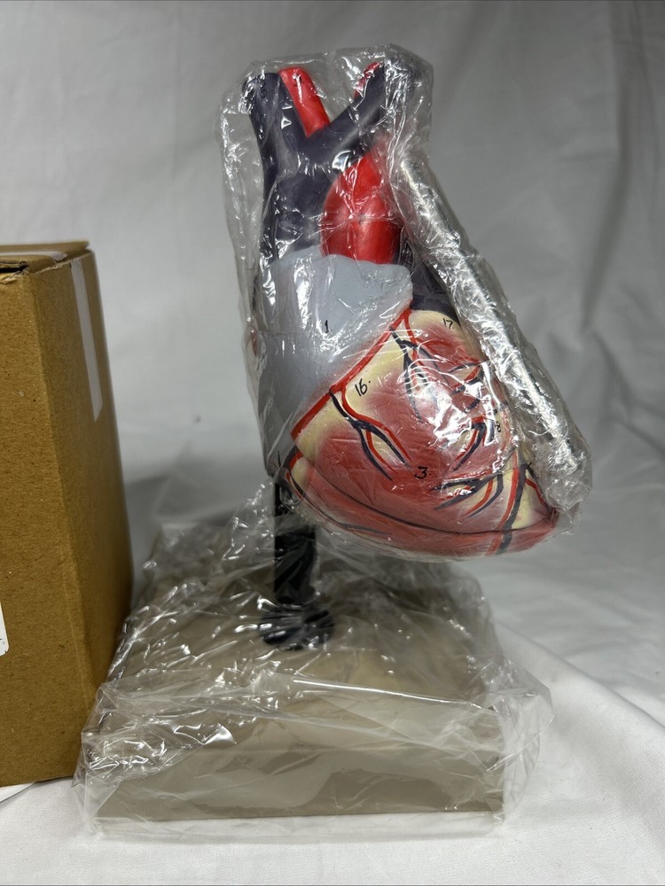 Eisco Labs Life Size Human Heart Model on Base Educational Tool