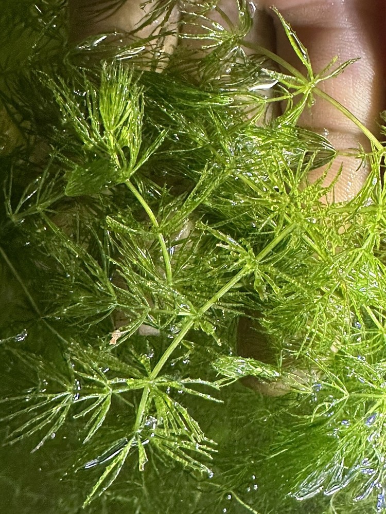 Hornwort Grass 4OZ