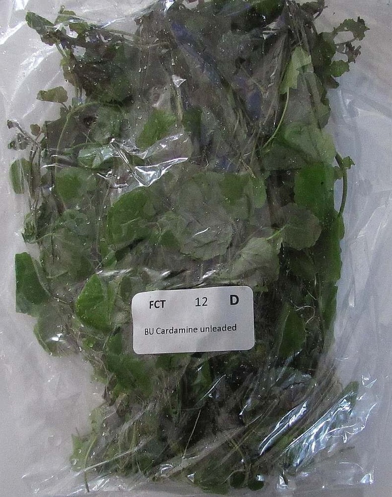 36 plus stems cardamine plants