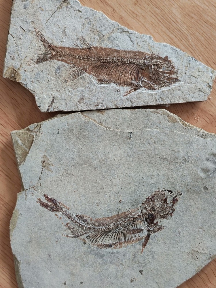 2pcs Unique and authentic fossilized fish like stone A040