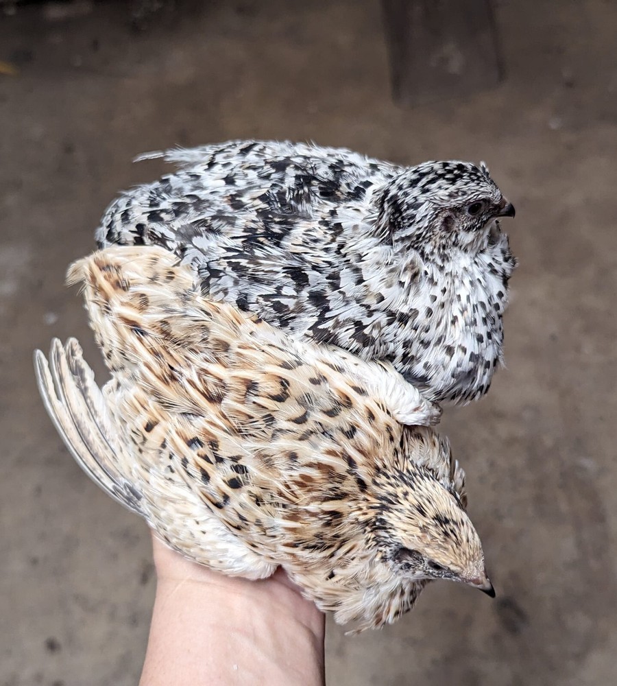 300+extras Coturnix Quail Variety Pack Hatching Eggs NPIP Flock