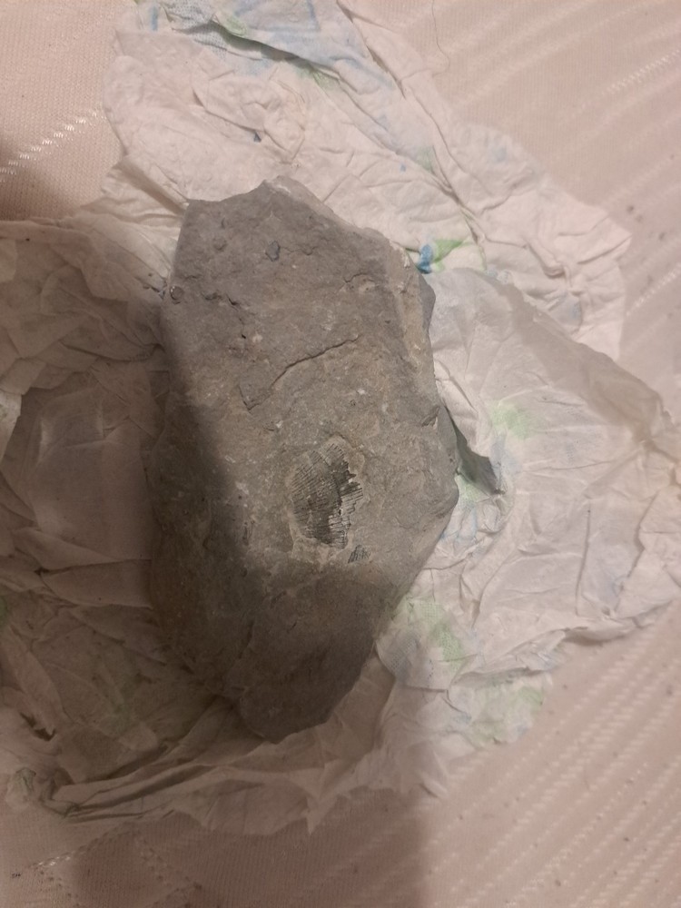 Rock With Fossil Of A Shell