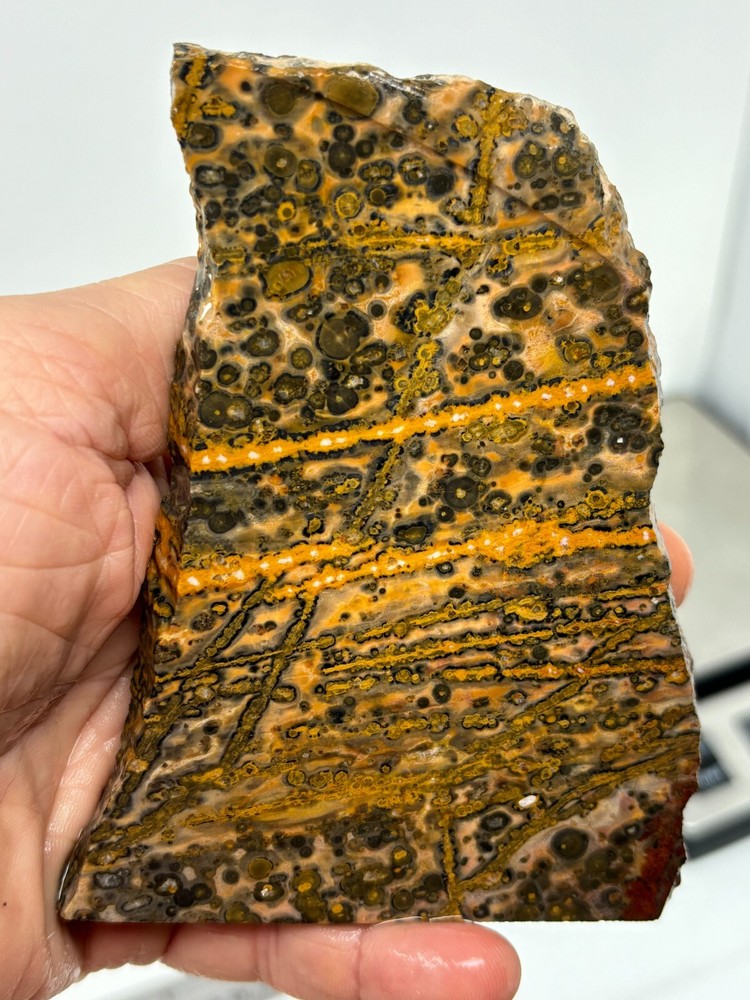 Orbicular Leopard Skin Jasper Slab Lapidary Cabbing Combo Ship Avail