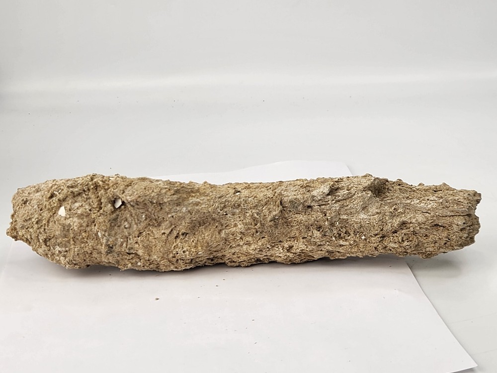 Petrified Wood Section - Florida