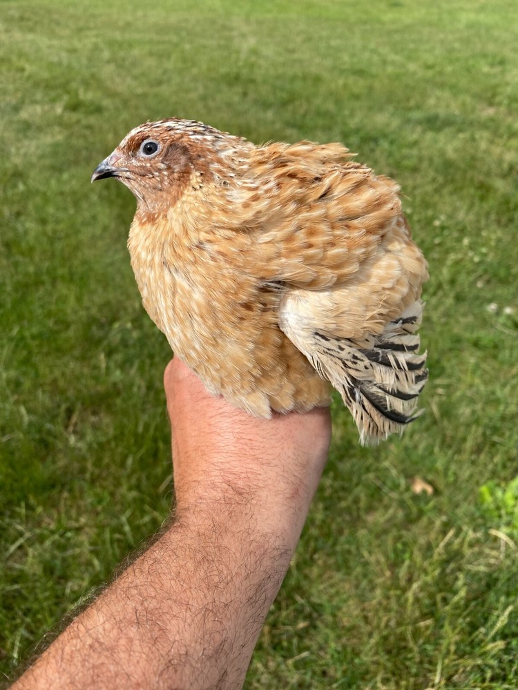 45 Jumbo Italian Quail Hatching Eggs