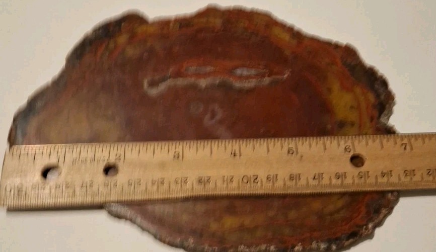 Petrified Dino Dung Slab 226g