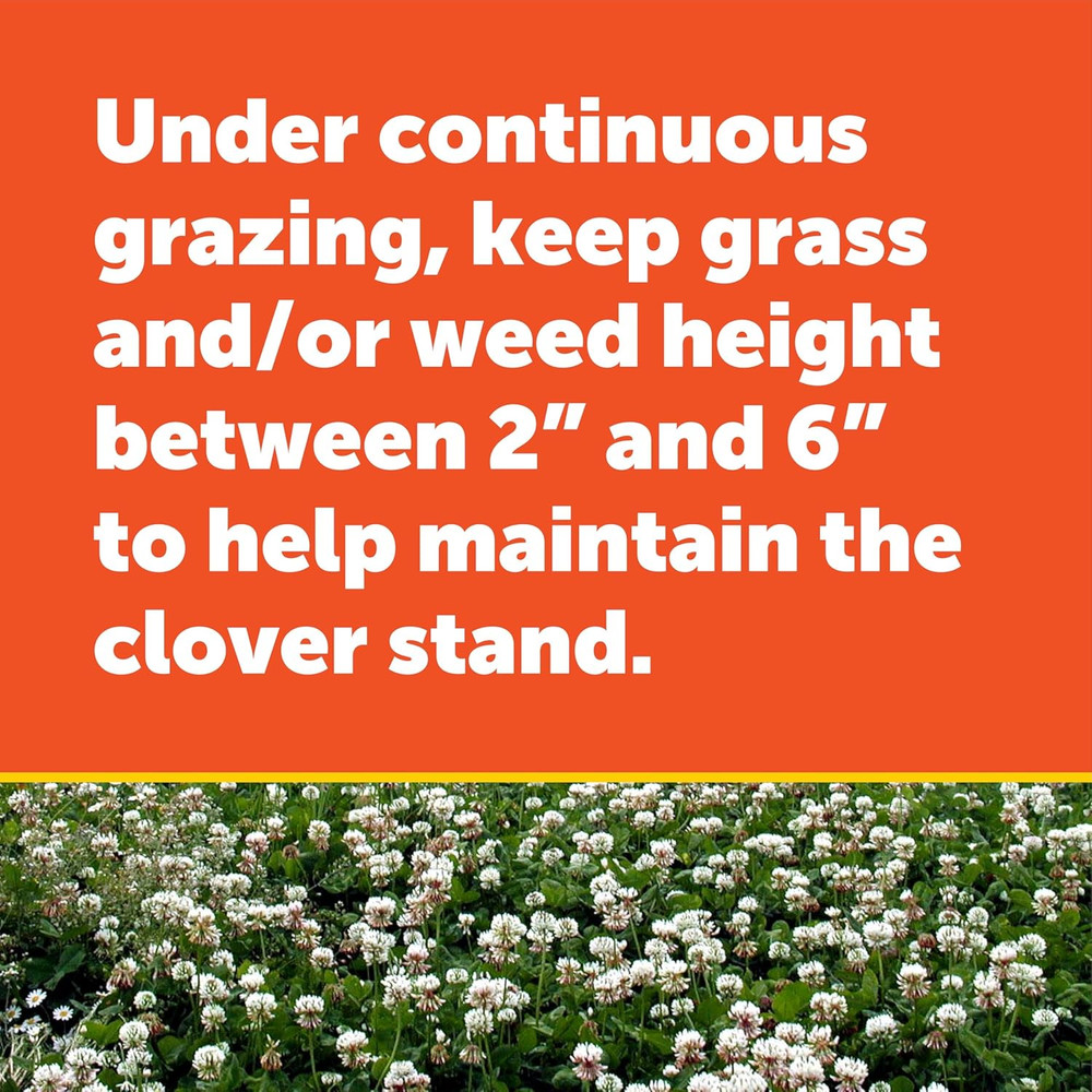 Pennington Durana White Clover