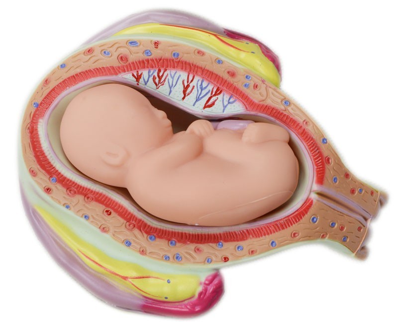 8pcs Fetal Growth Development Process Model Pregnancy Embryology Teaching PVC