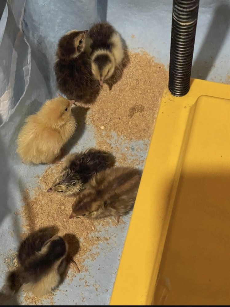 🥚 12 Celadon Quail Hatching Eggs