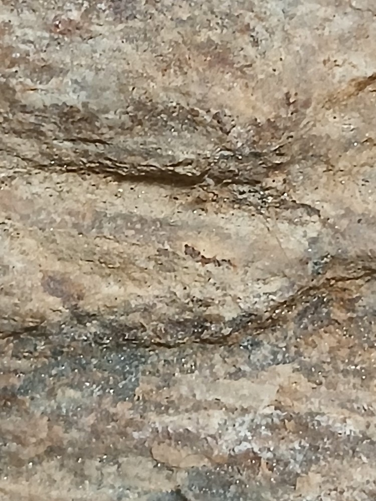 Fossilized, wood that contains gold