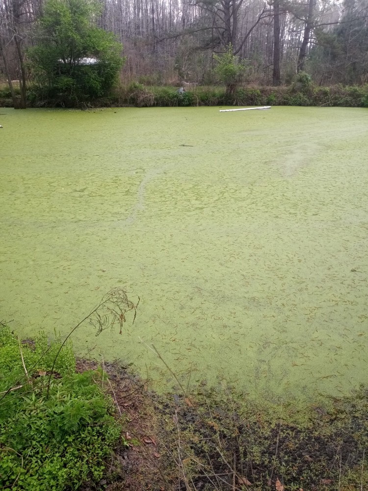 10 pounds, Duckweed- Super LARGE Quantity