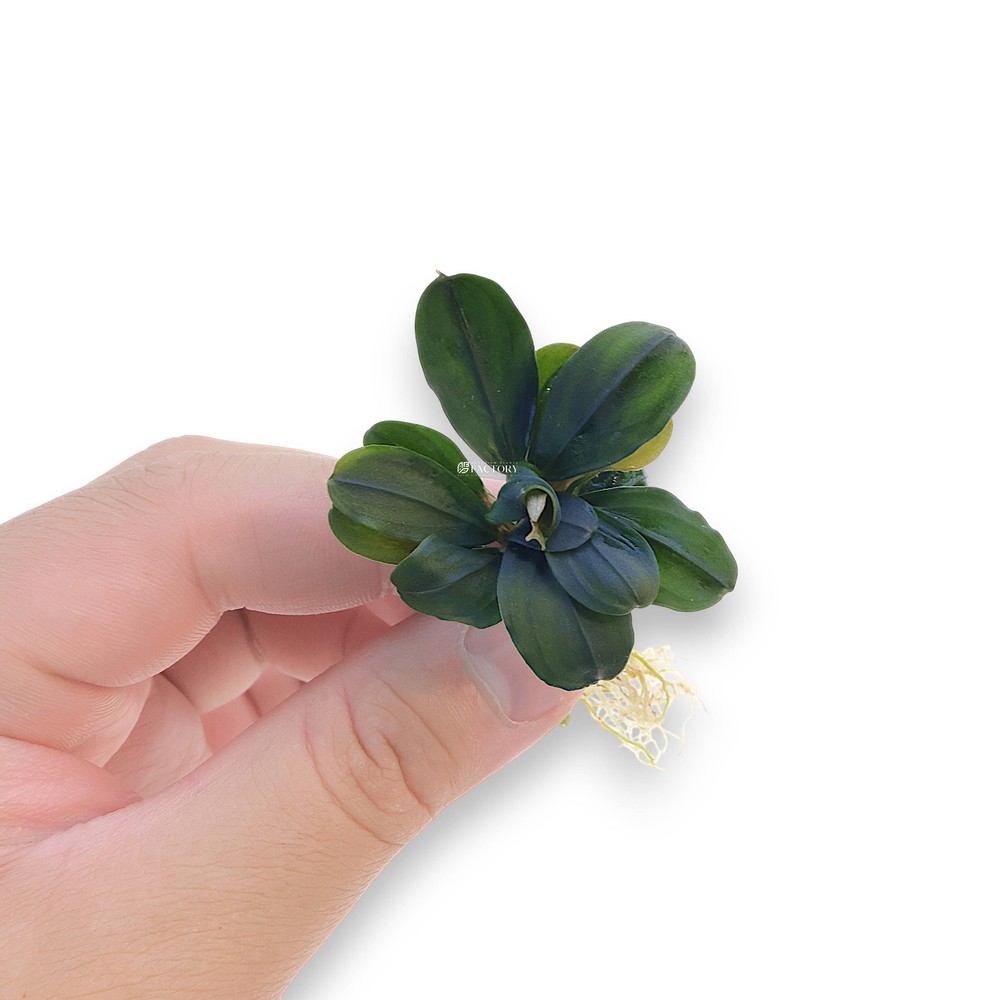 Bucephalandra Pandora Queen