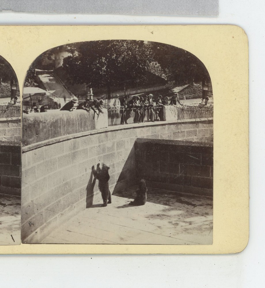 Bear Pit & Bears Berne Switzerland Stereoview c1870