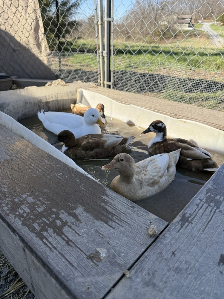 10 Call Duck Hatching Eggs