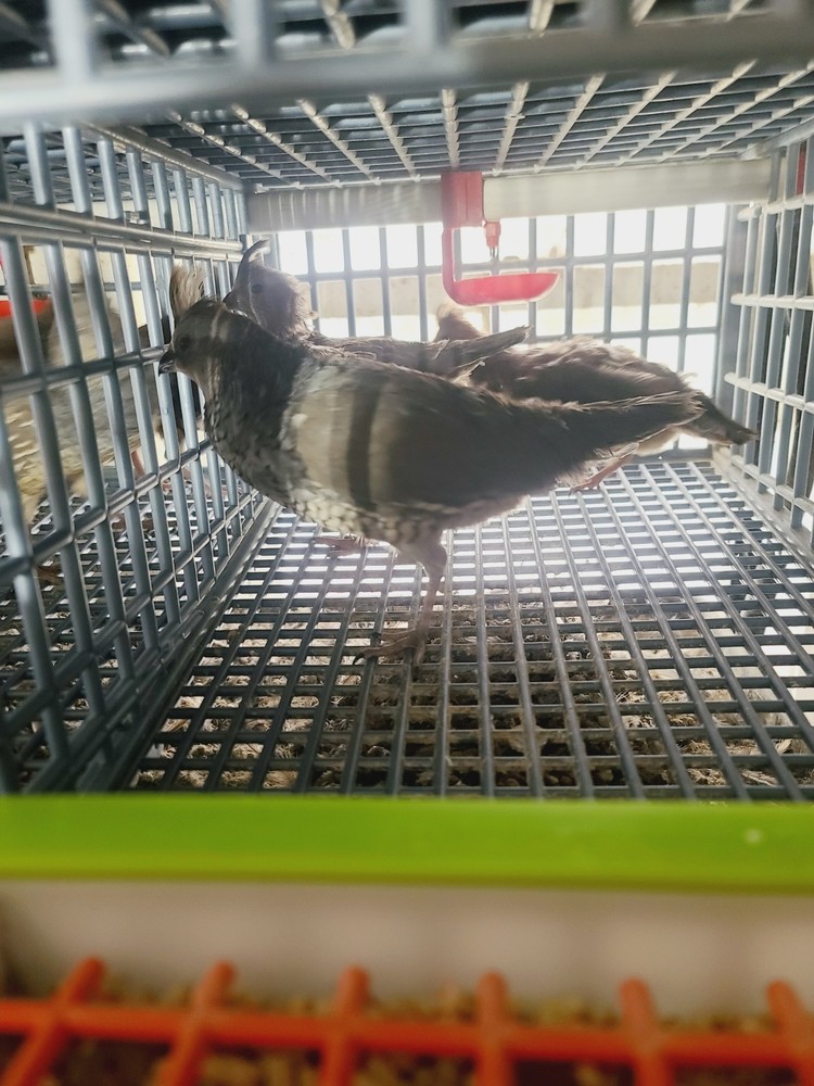 25 Blue Scale Quail Hatching Eggs