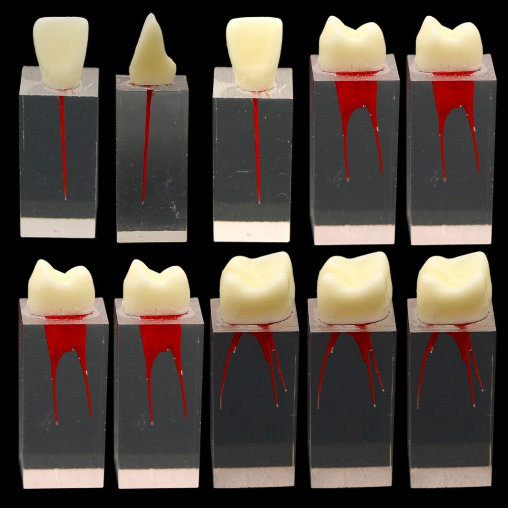 10Pcs Dental Root Canal Teeth Study Model Endodontic Rotary Files Practice Block