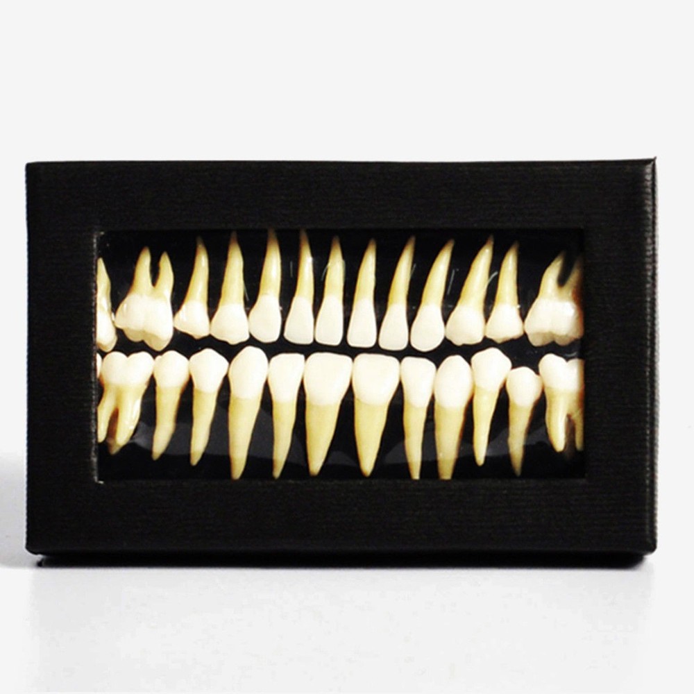 28 Pcs Dental Lab 1:1 Full Permanent Teeth Demonstration Study Teach Model #7008