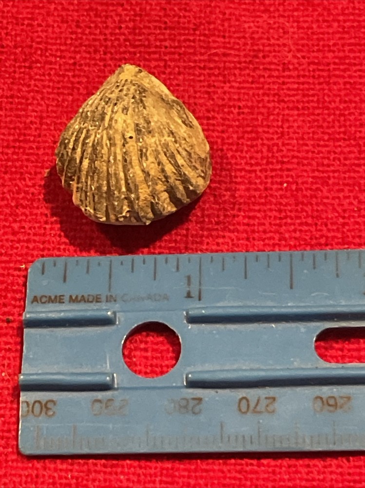 prehistoric Sea animals, Fossilized