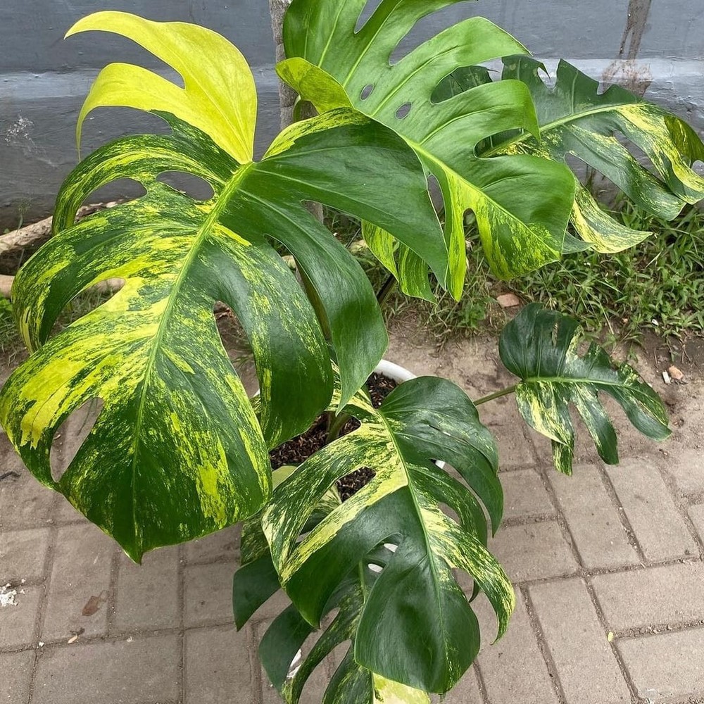 Monstera Aurea Marmorata Variegated Free Phytosanitary Certificate