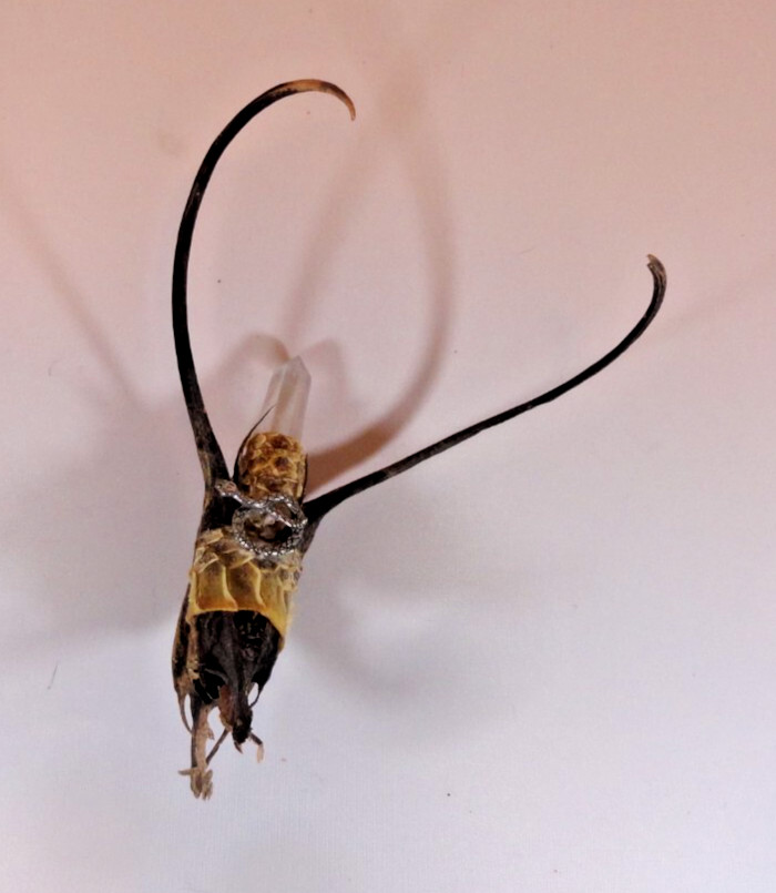 Primitive Folk Art WICCA Devil's Claw handcrafted Witchcraft magical object