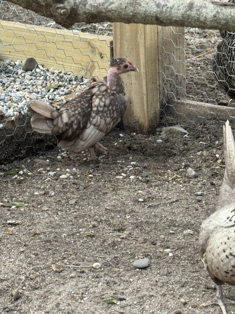 Kikiriki Bantam Hatching Eggs 8++