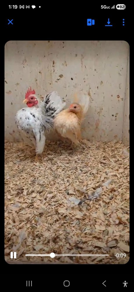 6++ Extreme Malaysian Serama Chicken Hatching Eggs (micro)