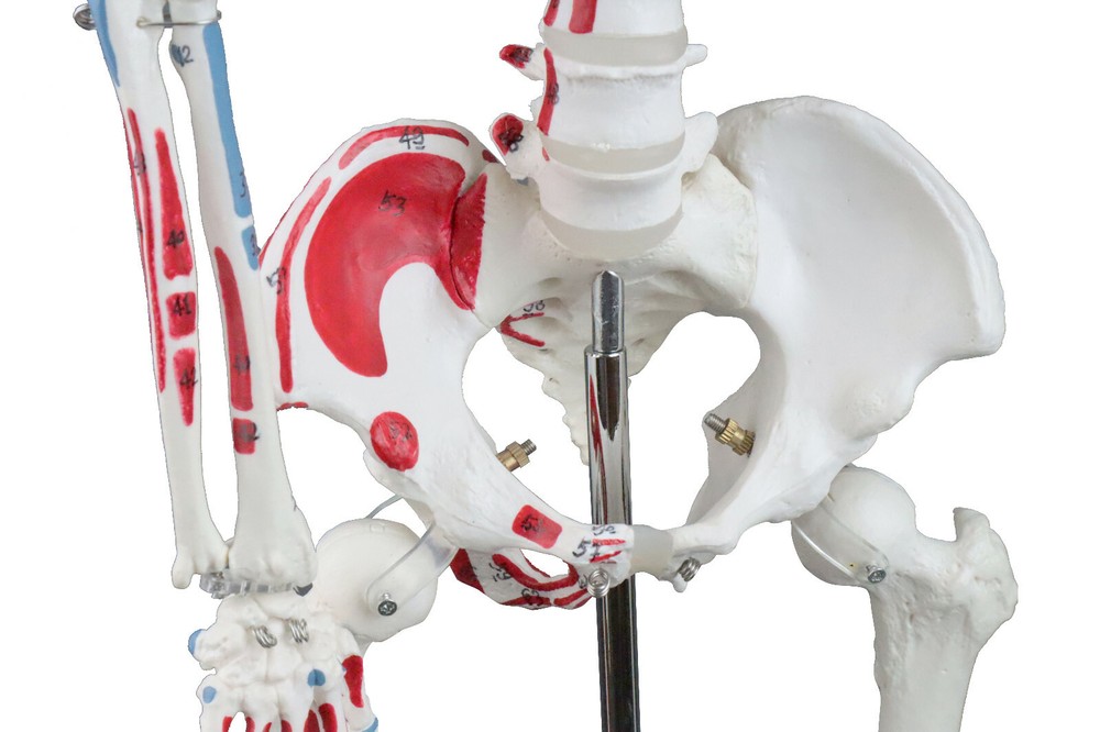 Vision Scientific Half Size Human Skeleton- 33” (84cm) with Muscles