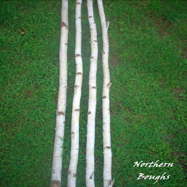 4 Medium White Birch Poles 6'