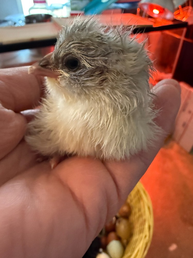 Olive Egger Fertile Hatching eggs 1 dozen / 12 eggs