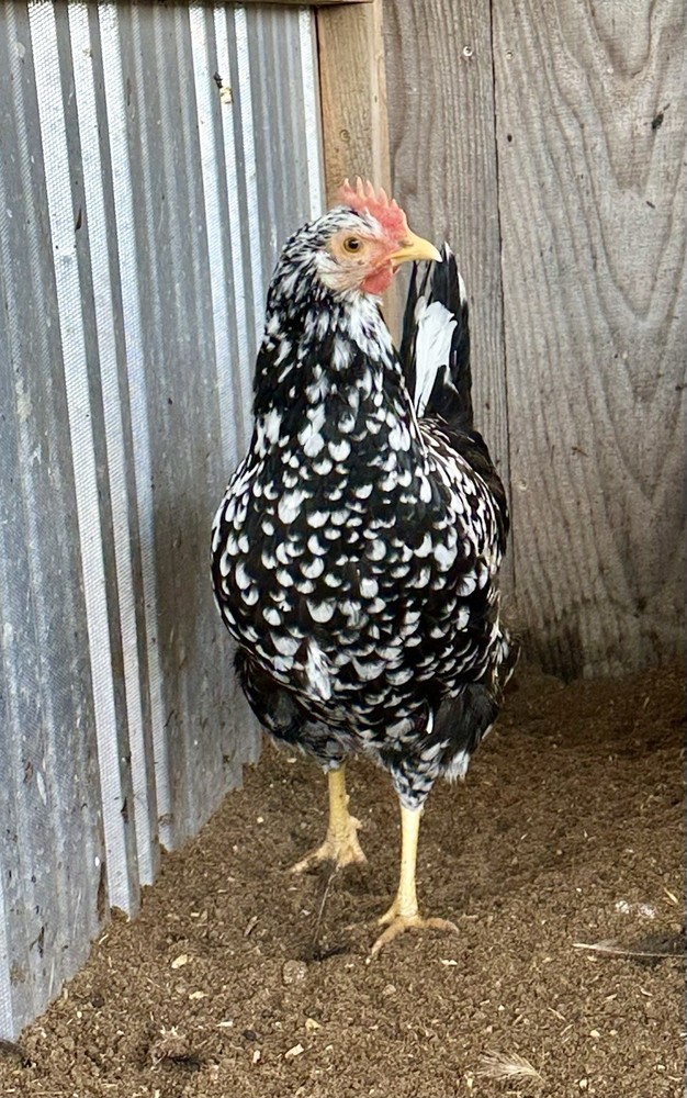 6+ Exchequer Leghorn Hatching Eggs