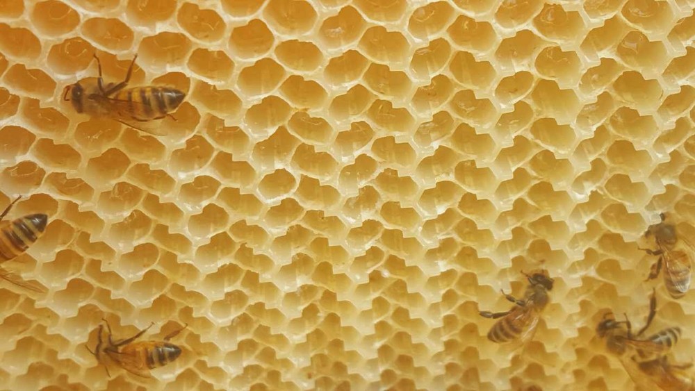 7 x Auto Shed Beekeeping Frames Beehive Frame BPA free Plastic Beehive Frames