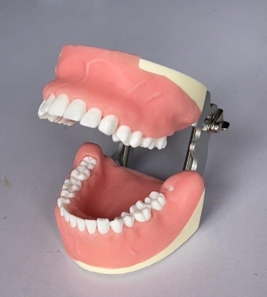 Maxillary+Mandibular Tooth Extraction Practice Model Dental Typodont Display