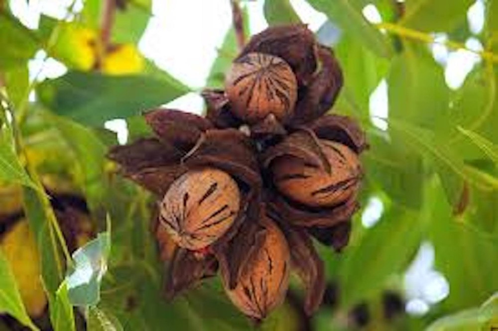 5 Pecan Tree 12-24" Tall Carya illinoinensis Bare Root