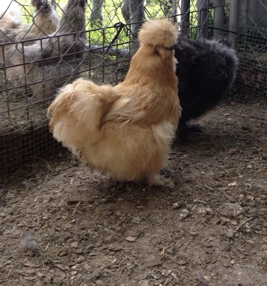 SQ Bearded Silkie Hatching Eggs (dozen)